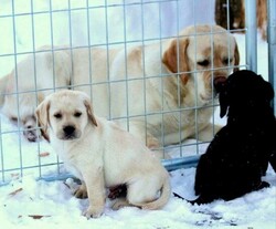 Male and Female Labrador Puppies  thumb-123374
