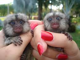 Marmoset monkeys for sale  0