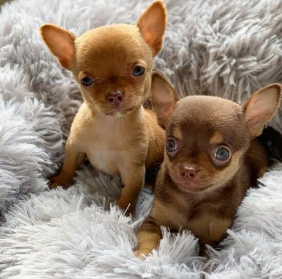 Chihuahua puppies ready to live  0