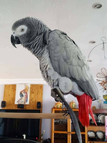 Hand tame African grey  0