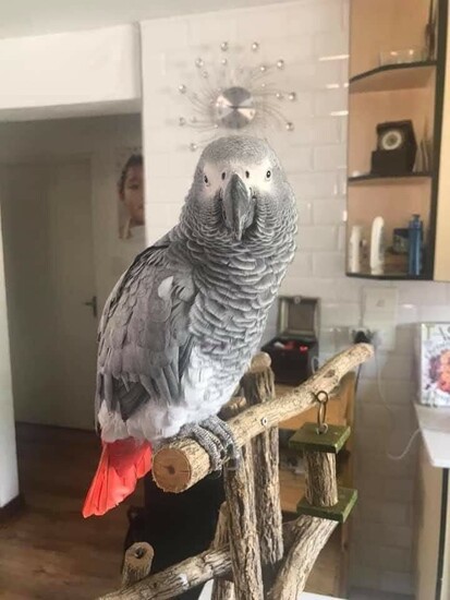 Hand tame African grey  1