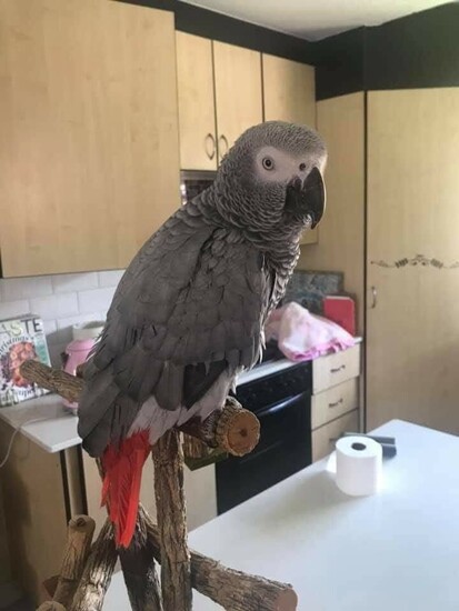 Hand tame African grey  2