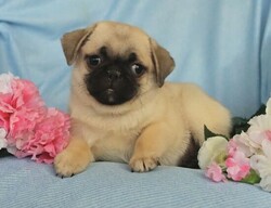 Fawn Pug Puppies
