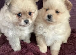 Cute Pomeranian Puppies Available now