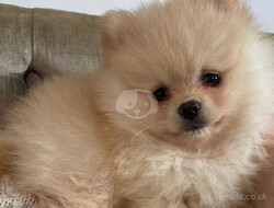 Cute Pomeranian Puppies Available now thumb-128159