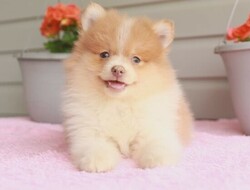 Cute Pomeranian Puppies Available now thumb-128160