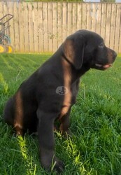 Labrador Retriever Puppies thumb-128168