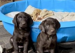 Labrador Retriever Puppies thumb-128170