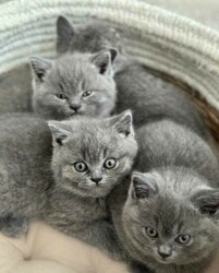 British shorthair Kittens thumb-128191