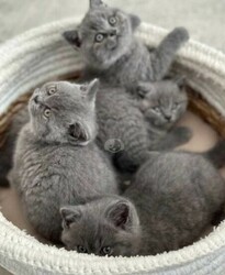 British shorthair Kittens
