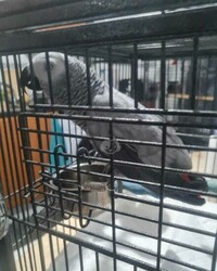 Tamed Male and Female Africa Gray Parrots