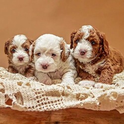 Beautiful Cavapoo puppies 