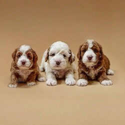 Beautiful Cavapoo puppies  thumb-128349