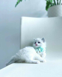 Ragdoll Kittens for Adoption 