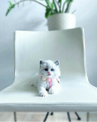 Ragdoll Kittens for Adoption  thumb-128848