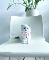 Ragdoll Kittens for Adoption  thumb-128850