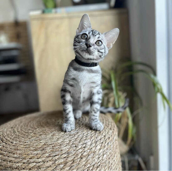 Beautiful Male And Female Bengal Kittens Raised in doors  0