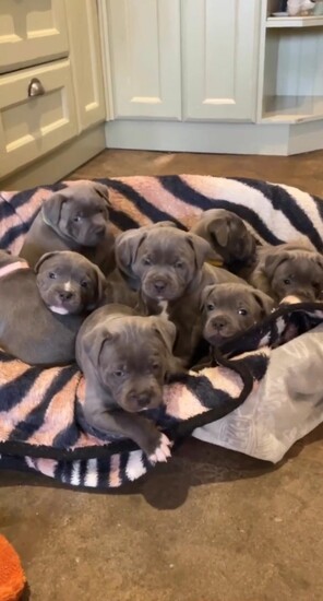 Gorgeous Blue Staffie puppies   0