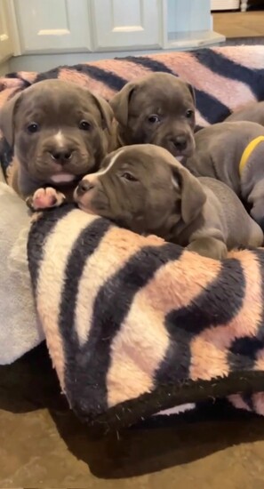 Gorgeous Blue Staffie puppies   2