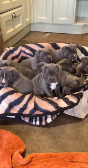 Gorgeous Blue Staffie puppies   1