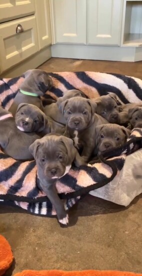 Gorgeous Blue Staffie puppies   3