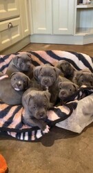 Gorgeous Blue Staffie puppies 