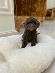 Maltipoo puppies  thumb-130120