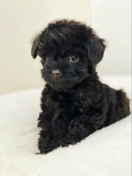 Maltipoo puppies  thumb-130121