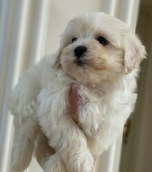 Maltipoo puppies 