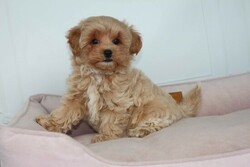 Maltipoo puppies  thumb-130119