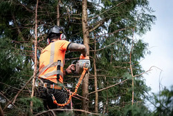 The Gravesend Tree Surgeon