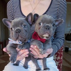 French bulldog puppies for sale. whatsapp me at: +44 7453 907158 thumb-130464