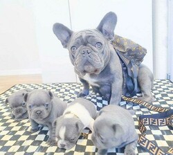 French bulldog puppies for sale. whatsapp me at: +44 7453 907158