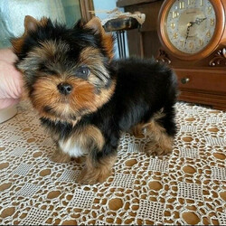 Adorable Yorkie puppies for sale. whatsapp me at: +44 7453 907158