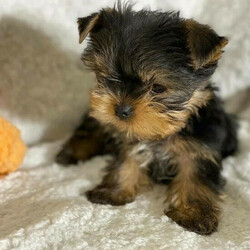 Adorable Yorkie puppies for sale. whatsapp me at: +44 7453 907158 thumb-130467