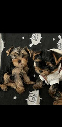 Adorable Yorkie puppies for sale. whatsapp me at: +44 7453 907158 thumb-130466