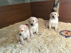 We hebben twee Labrador Retriever-pups voor herplaatsing.. whatsapp me at: +44 7453 907158