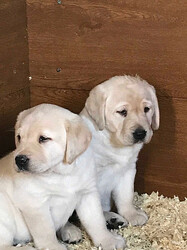 We hebben twee Labrador Retriever-pups voor herplaatsing.. whatsapp me at: +44 7453 907158 thumb-130476