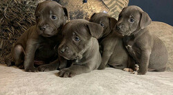 Staffordshire territory-puppy's. whatsapp me at: +44 7453 907158