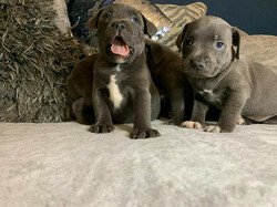 Staffordshire territory-puppy's. whatsapp me at: +44 7453 907158 thumb-130480