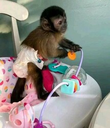 Pygmy Marmoset and capuchin Monkeys.whatsapp me at:  +44 7453 907158 thumb-130488