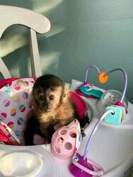   Pygmy Marmoset and capuchin Monkeys.whatsapp me at:  +44 7453 907158