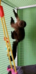 Pygmy Marmoset and capuchin Monkeys.whatsapp me at:  +44 7453 907158 thumb-130489