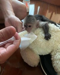 Google Approved Diaper Trained Capuchin & Marmoset Monkey. whatsapp me at: +44 7453 907158 thumb-130492