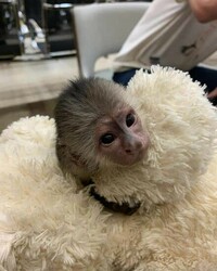 Google Approved Diaper Trained Capuchin & Marmoset Monkey. whatsapp me at: +44 7453 907158 thumb-130491