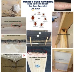 Pest Control Bed bugs, Mice, Rat, Cockroaches, Ants thumb-25016