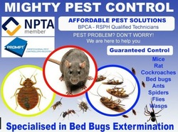 Pest Control Bed bugs, Mice, Rat, Cockroaches, Ants