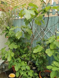 Organic Turkish and Cyprus Fig Trees For Sale